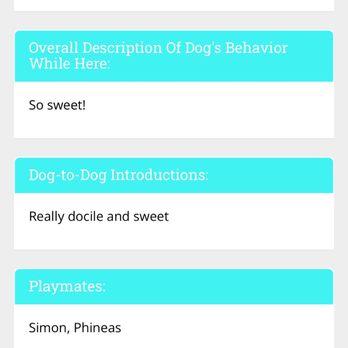 Dallas Pet Den - Pet Sitting Near Me - Dallas, Texas Dallas Pet Den - Pet Sitting Near Me - Dallas, Texas