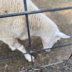 Aw Shucks Corn Maze & Pumpkin Patch - Sheep