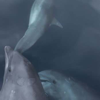 Netzero Expeditions - Dolphins!!! - Whale Watching Tours Near Me - San Diego, California Netzero Expeditions - Dolphins!!! - Whale Watching Tours Near Me - San Diego, California
