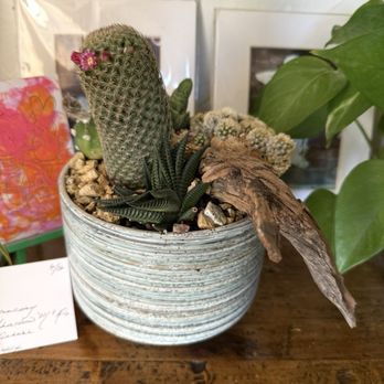 Lotus Garden Center - Cactus arrangement for Father's Day - looks like it's about 6" diameter - Nurseries & Gardening Near Me - Palm Desert, California Lotus Garden Center - Cactus arrangement for Father's Day - looks like it's about 6" diameter - Nurseries & Gardening Near Me - Palm Desert, California