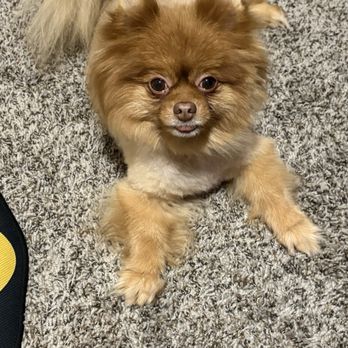 Bibi's Pet Grooming Salon - Pet Groomers Near Me - El Paso, Texas Bibi's Pet Grooming Salon - Pet Groomers Near Me - El Paso, Texas