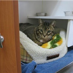 Cat Clinic - Photo