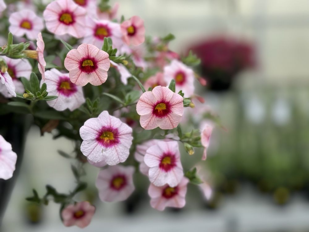 ARCH GREENHOUSES Updated September 2024 45 Photos 3151 97 Street