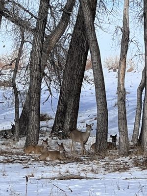 Rocky Mountain Arsenal National Wildlife Refuge by null