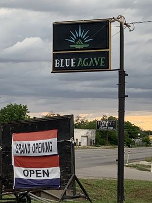 Blue Agave by null