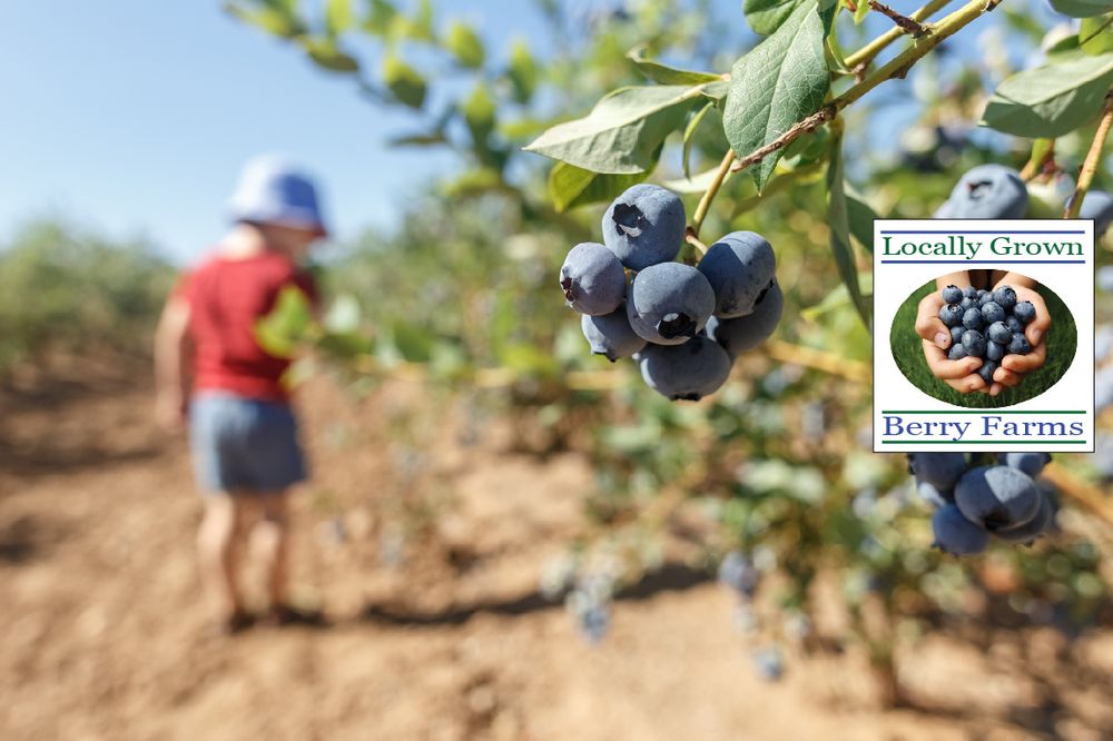 Locally Grown Berry Farms Logo