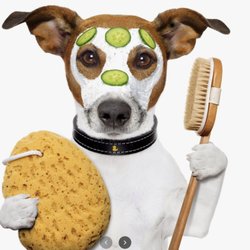 Pets Playground Grooming