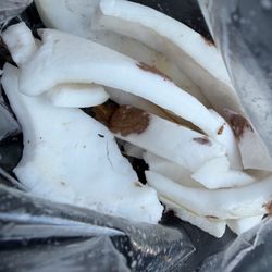 Kauai Community College Farmers' Market - I got all these fresh coconut meat from $10. coconut!