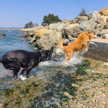 East Bay Dogs - Dog Walkers Near Me East Bay Dogs - Dog Walkers Near Me