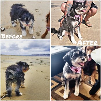 Fifi's Grooming - Our girl needed to be groomed baaadly! They did a beautiful job at Fifi's!! - Pet Groomers Near Me - Imperial Beach, California