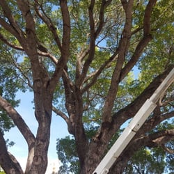 Robert's Tree Works
