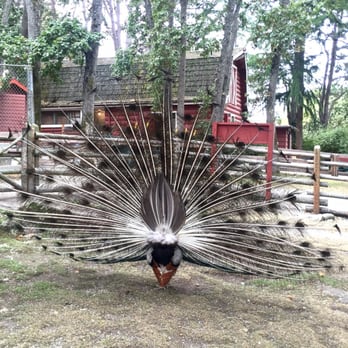 Beacon Hill Children's Farm - Zoos Near Me - Victoria, British Columbia Beacon Hill Children's Farm - Zoos Near Me - Victoria, British Columbia