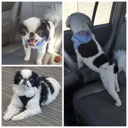 Snoopy's new haircut. Thanks M&J Pet Grooming! He looks fabulous! Snoopy's new haircut. Thanks M&J Pet Grooming! He looks fabulous!