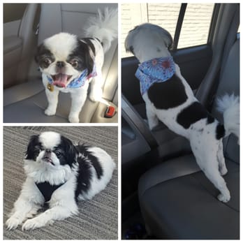M & J Pet Grooming - Snoopy's new haircut. Thanks M&J Pet Grooming! He looks fabulous! - Pet Groomers Near Me - Sunnyvale, California M & J Pet Grooming - Snoopy's new haircut. Thanks M&J Pet Grooming! He looks fabulous! - Pet Groomers Near Me - Sunnyvale, California