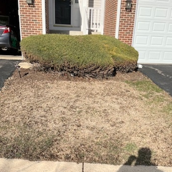 Cypress Lawn