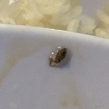 CALI PHO NIA - Bugs in soup - Vietnamese Near Me - Los Angeles, California
