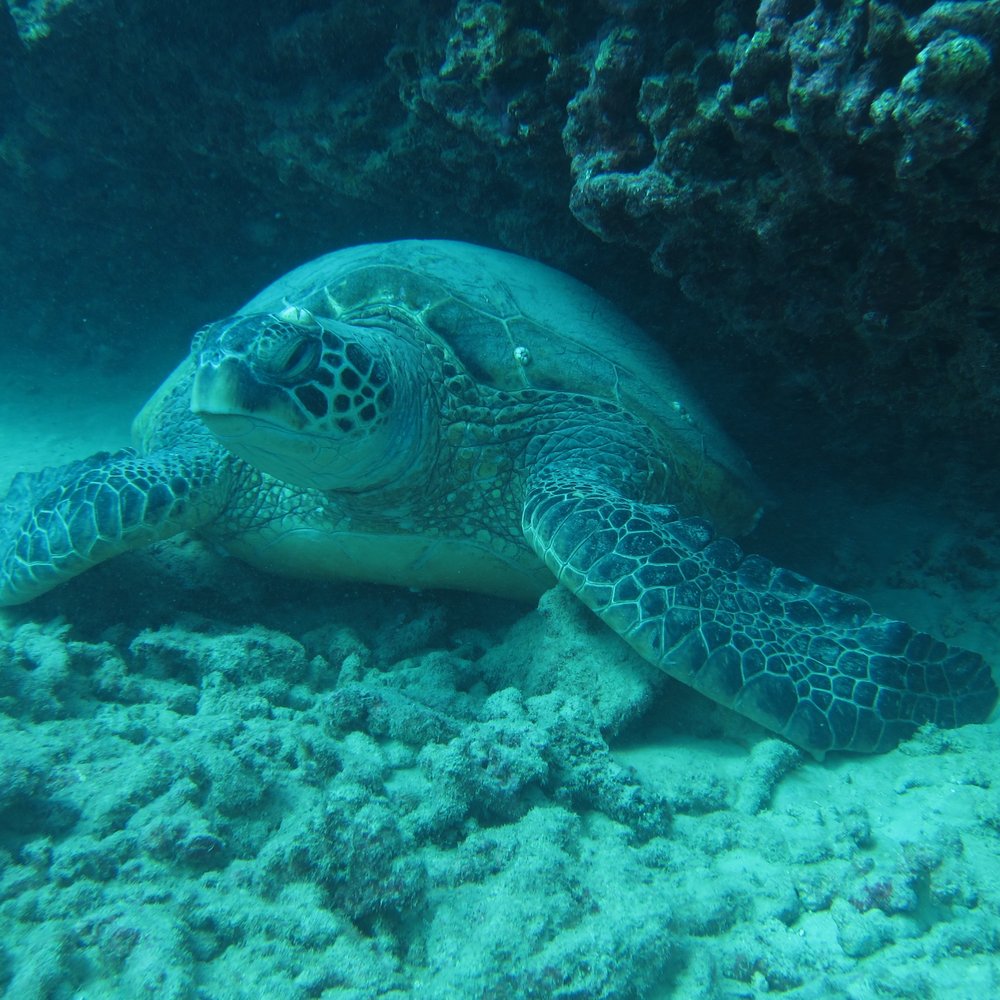 Manini Dive Company Hawaii - I swear Max must've put this turtle here to wait for us!!! LOL - Scuba Diving Near Me - Honolulu, Hawaii