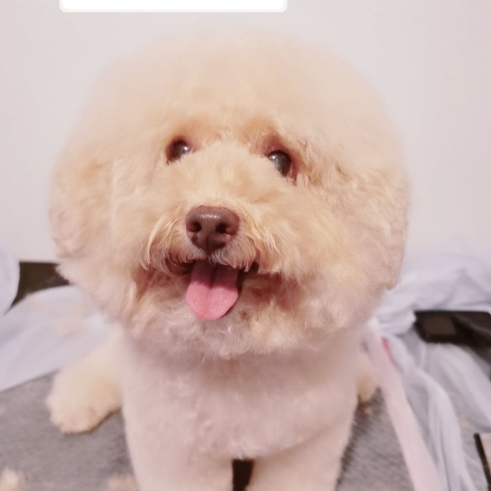 JOEY’S PET GROOMING Russell Place, Bathgate, West Lothian, United