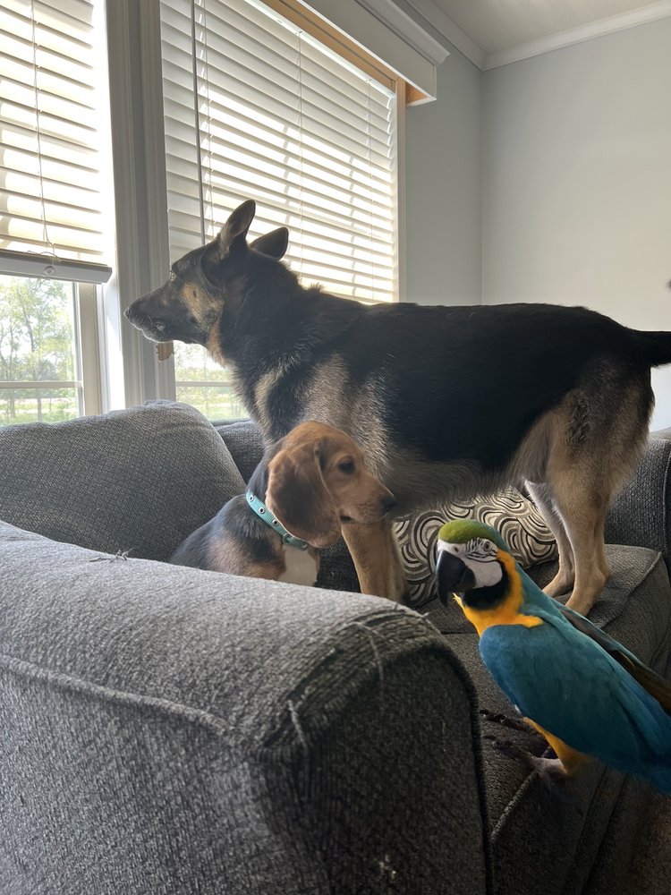 KING VETERINARY CLINIC Updated August 2024 800 N Detroit St