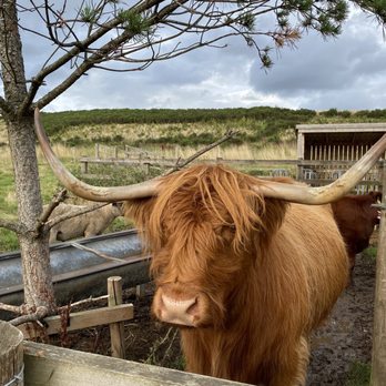 Rabbie's Tours - Hairy coo - Tours Near Me - Edinburgh, EDH