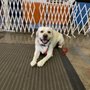 Photo of County Wide Dog Training Club
