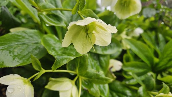 International Rose Test Garden by null