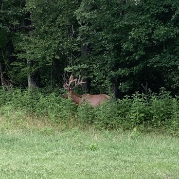 Elk and Bison Prairie - Male Elk - Parks Near Me - Golden Pond, Kentucky