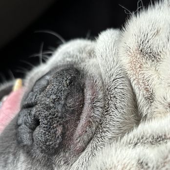Pup Culture Mobile Groom - Nose rope area after the groom!! Totally cleaned out and moisturized - Pet Groomers Near Me Pup Culture Mobile Groom - Nose rope area after the groom!! Totally cleaned out and moisturized - Pet Groomers Near Me