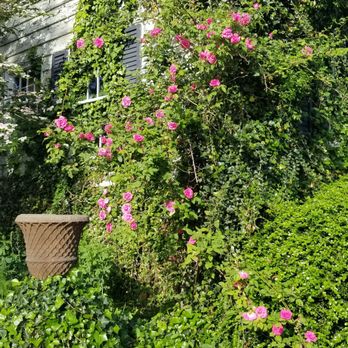 The Village by Wahls' - a garden with pink flowers - Landscaping Near Me - Paducah, Kentucky The Village by Wahls' - a garden with pink flowers - Landscaping Near Me - Paducah, Kentucky