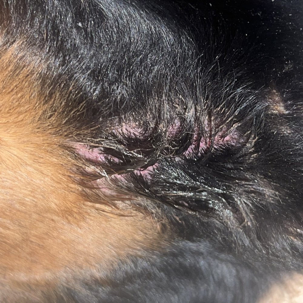 Paws Clinic - Veterinarians Near Me - Taylor, Michigan
