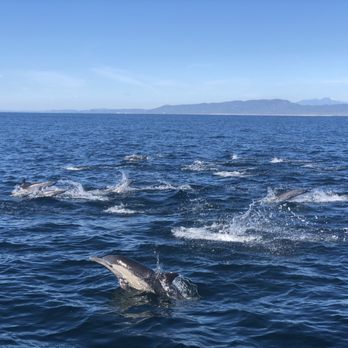 Oceanside Adventures - Boat Charters Near Me - Oceanside, California