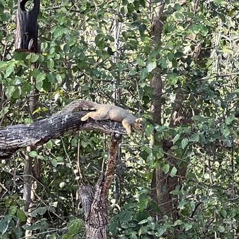 Quinta Mazatlan - Squirrel - Hiking Near Me - McAllen, Texas Quinta Mazatlan - Squirrel - Hiking Near Me - McAllen, Texas
