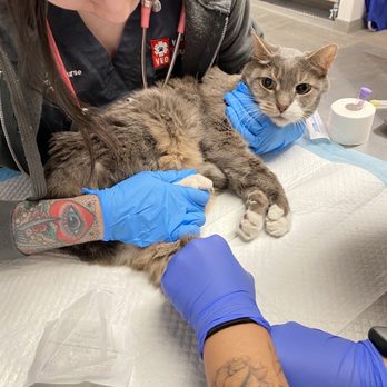 Veterinary Emergency Group - Vet techs drawing blood. - Emergency Pet Hospital Near Me - Santa Monica, California Veterinary Emergency Group - Vet techs drawing blood. - Emergency Pet Hospital Near Me - Santa Monica, California
