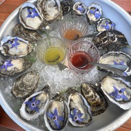Oysters 12