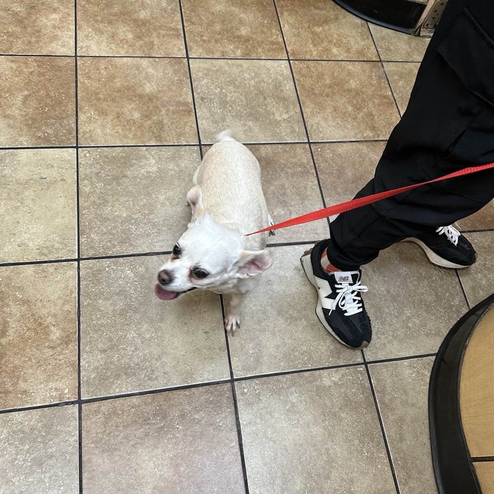 PetSmart - Ready for the salon - Pet Stores Near Me - Henderson, Nevada PetSmart - Ready for the salon - Pet Stores Near Me - Henderson, Nevada