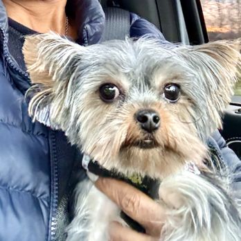 Clean Pooch Pet Grooming - My handsome little guy fresh from a grooming @ Clean Pooch! - Pet Groomers Near Me - Raymore, Missouri