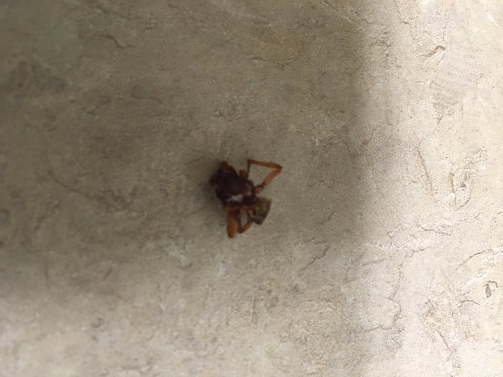 NATIONAL TERMITE & PEST CONTROL 8504 Reading Rd, Cincinnati, OH Yelp