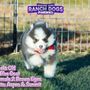 Maine Aim Ranch Dogs