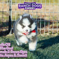 Maine Aim Ranch Dogs - Pomsky