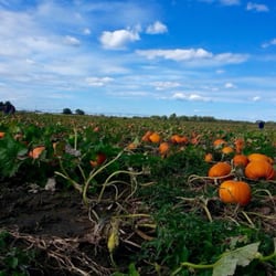 Coulters Produce