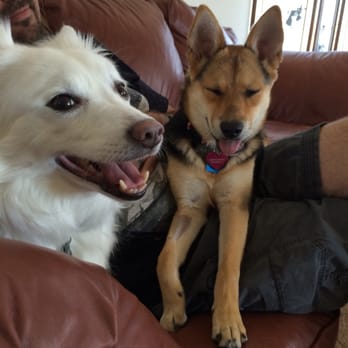 Nevada SPCA - (Previously named Heidi) Yuki with her brother, Casper (left) goofing off with daddy! - Animal Shelters Near Me - Las Vegas, Nevada Nevada SPCA - (Previously named Heidi) Yuki with her brother, Casper (left) goofing off with daddy! - Animal Shelters Near Me - Las Vegas, Nevada
