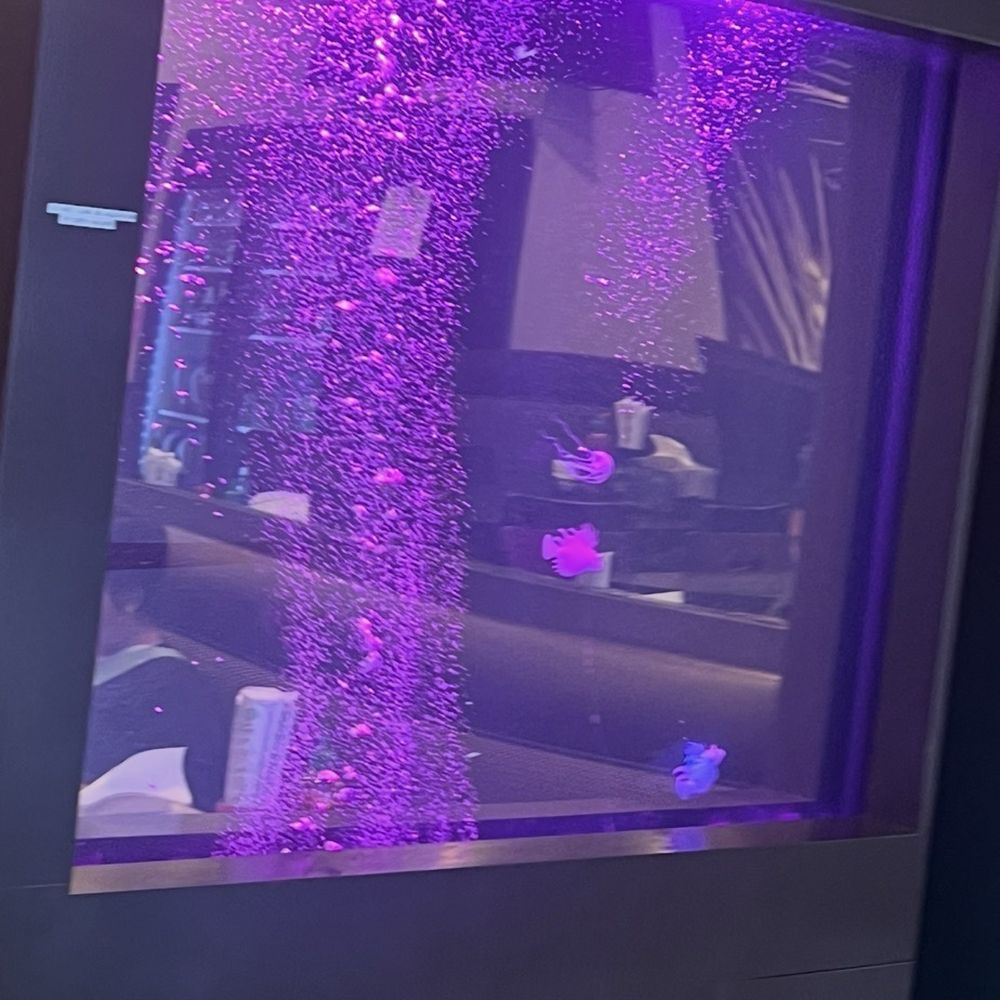 Purple fish in purple water . Must of been the purple rain Purple fish in purple water . Must of been the purple rain