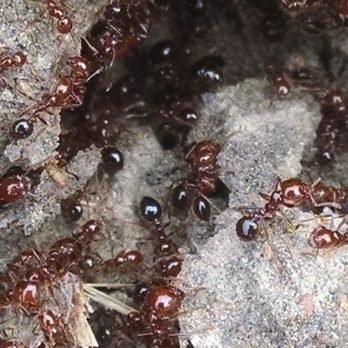 Pioneer Exterminating - Fire ants - Pest Control Near Me - Houston, Texas Pioneer Exterminating - Fire ants - Pest Control Near Me - Houston, Texas