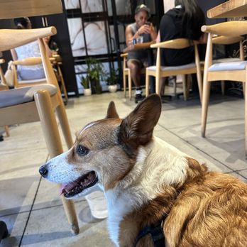 Sonmari - Dogs allowed on indoor patio - Sushi Bars Near Me - Los Angeles, California Sonmari - Dogs allowed on indoor patio - Sushi Bars Near Me - Los Angeles, California