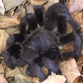 No Bugs - This little fellow was relocated to the SCV wash. - Pest Control Near Me - Valencia, California