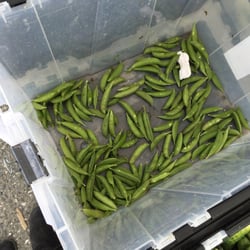 Diamond Center Farmers Market - Last of the crunchy sugar snap peas in this container.