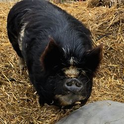 Ray of Sunshine Farm
