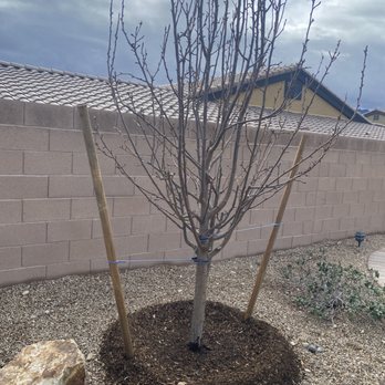Moon Valley Nurseries - Nurseries & Gardening Near Me - Las Vegas, Nevada Moon Valley Nurseries - Nurseries & Gardening Near Me - Las Vegas, Nevada