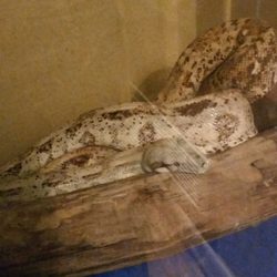 Dorsey's Fangs Frogs and More