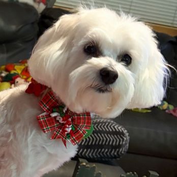 Riverbank Tails Grooming - Abby - Pet Groomers Near Me - LaFollette, Tennessee Riverbank Tails Grooming - Abby - Pet Groomers Near Me - LaFollette, Tennessee